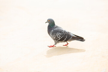close-up of a pigeon walking across a bright, sunlit surface