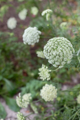 Flower umbel of a carrot plants (Daucus carota subsp. sativus).
