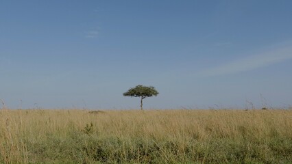 tree in the field