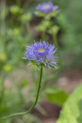 Blossom of sheep's-bit (Jasione montana).
