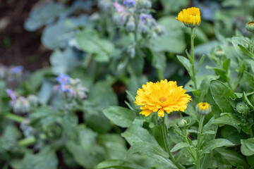 Yellow Calendula flower. Space for your text.