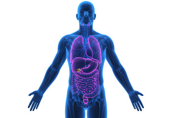 Anatomical Illustration Translucent Human Figure with Purple Internal Organs against Transparent Background