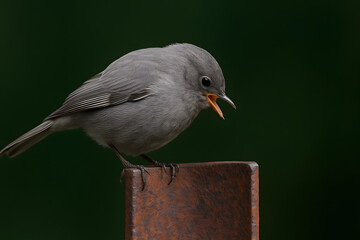 Small Gray Songbird Perched on Rusted Metal with Dark Green Background  Wildlife Close-Up