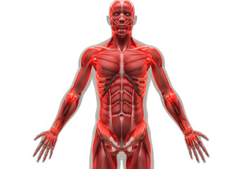 Detailed 3D Rendering of Human Muscular System in Red Tones Against Transparent Background