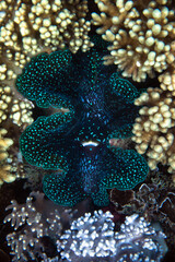 Close-up of a beautifully vibrant giant clam living amongst the coral of a tropical reef.