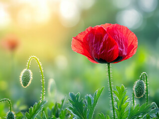 Beautiful field of red poppies in the sunset light