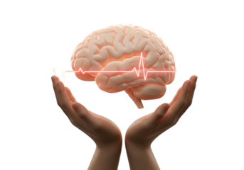Hands Cradle Pink Brain With Red Heartbeat Line On Transparent Background Representing Brain Health and Vitality