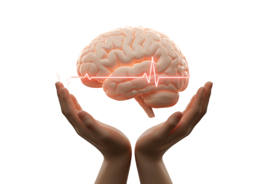 Hands Cradle Pink Brain With Red Heartbeat Line On Transparent Background Representing Brain Health and Vitality
