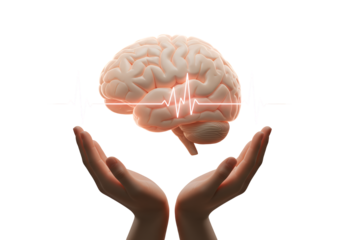 Human Brain Supported by Hands with Heartbeat Line on Transparent Background