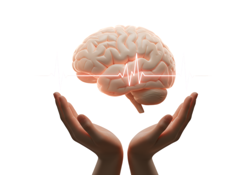 Human Brain Supported by Hands with Heartbeat Line on Transparent Background