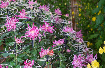 Colorful Japanese chrysanthemums  flower blooming beautifully with fresh abstract shaped petals in the public garden. group of flowers in pink and yellow with green leaves