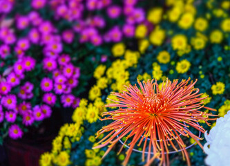 Colorful Japanese chrysanthemums  flower blooming beautifully with fresh abstract shaped petals in the public garden. group of flowers in red and yellow with green leaves