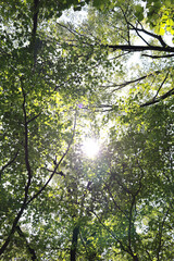 Spring scenery of Bonghwa mountain, South Korea