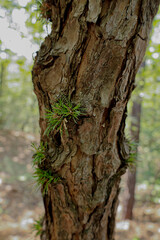 Obraz premium Spring scenery of Bonghwa mountain, South Korea