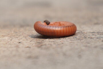 Rusty millipede is a reddish-brown, segmented arthropod that feeds on decaying organic matter and thrives in moist habitats
