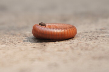 Rusty millipede is a reddish-brown, segmented arthropod that feeds on decaying organic matter and thrives in moist habitats