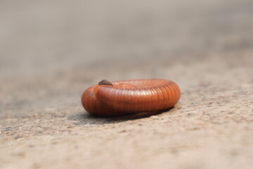 Rusty millipede is a reddish-brown, segmented arthropod that feeds on decaying organic matter and...