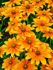 Vibrant Yellow and Orange Black-Eyed Susan Abstract Background - Stunning High-Res Wallpaper for Phones, Tablets, TVs, Social Media, Marketing and Creative Web Design - Nature Floral Decor