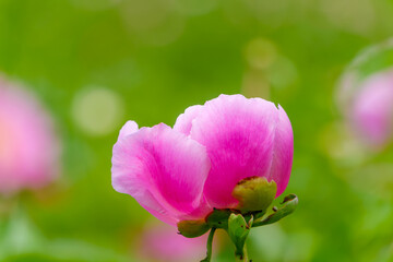 鮮やかなピンクの芍薬のつぼみ