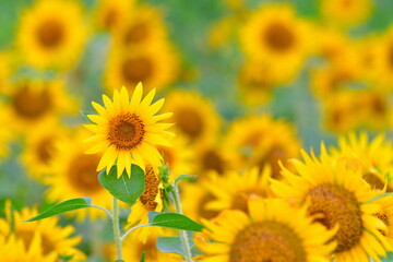 阿賀野市のひまわり畑（新潟県）