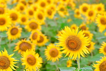 阿賀野市のひまわり畑（新潟県）