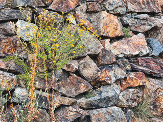 Vibrant Yellow Flowers Growing Through Rustic Stone Wall. High-Resolution Nature Background Perfect for Wallpapers, Eco-Friendly Marketing, and Rustic Home Decor. Captures the Beauty of Nature