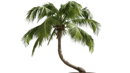 Coconut Trees Beautiful 3D Tree Isolated On Transparent Background 