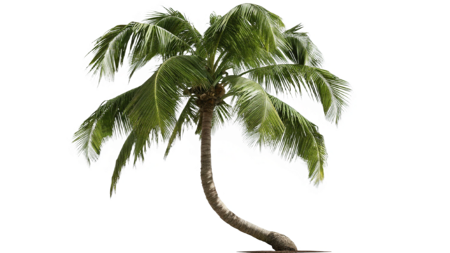 Coconut Trees Beautiful 3D Tree Isolated On Transparent Background - Powered by Adobe