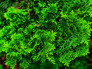 Vibrant Green Cedar Foliage Abstract Background. Premium High-Resolution Wallpaper for Phones, Tablets, TVs, Social Media, Marketing, Web Design and Digital Promotions. Nature-Inspired Decor