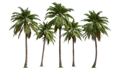 Coconut Trees Beautiful 3D Tree Isolated On Transparent Background 