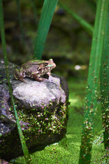 Frog in the pond closeup