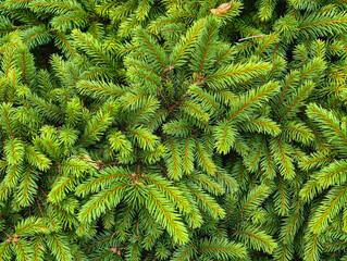 Lush Green Pine Branches Close-Up. Vibrant High-Resolution Nature Background Perfect for Wallpapers, Eco-Friendly Marketing, and Serene Home Decor. Captures the Freshness and Beauty of the Forest