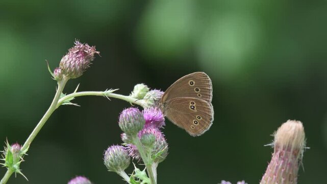 Ringlet Butterfly (Aphantopus hyperantus) feeding on a Thistle flower. July, Kent, UK [Slow motion x5]