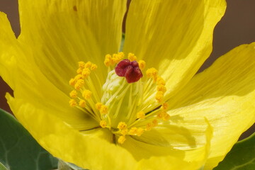 Argemone mexicana is a spiny, yellow-flowered medicinal plant known for its toxic seeds and traditional healing uses worldwide