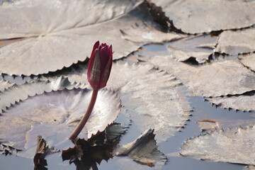 Elegant water lily or lotus flower symbolizes purity and beauty, blooming gracefully in calm waters...