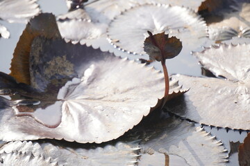 Elegant water lily or lotus flower symbolizes purity and beauty, blooming gracefully in calm waters...