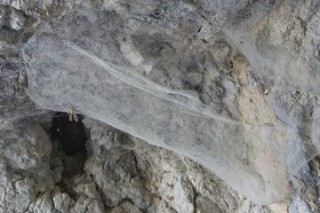 Dusty cobweb stretched across a dark, rough rock surface, evoking a sense of age and neglect,...