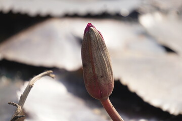 Elegant water lily or lotus flower symbolizes purity and beauty, blooming gracefully in calm waters...