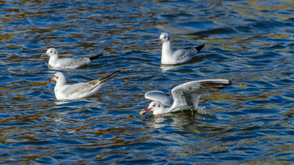 水面を漂うユリカモメの群れと水中の反射