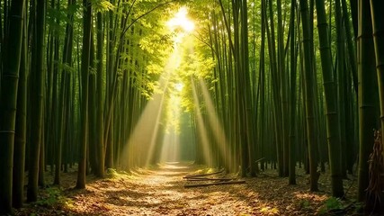 Scenic bamboo grove with sunlight filtering through the trees creates a peaceful, tranquil forest path for walking or meditation. - Powered by Adobe