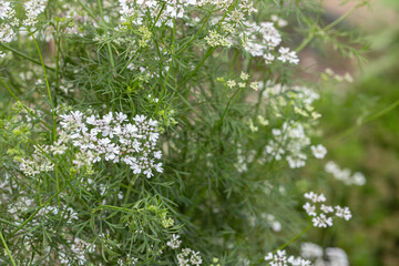 Closeup of coriander blossoms (Coriandrum sativum). Copyspace.