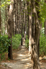 Spring scenery of Bonghwa mountain, South Korea