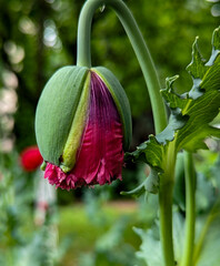 red poppy flower Red flowers in the garden