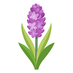  hyacinth isolated on white