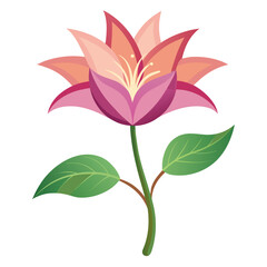 pink flower isolated on white