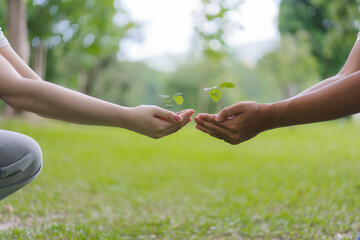 Hands Holding Seedlings in Nature