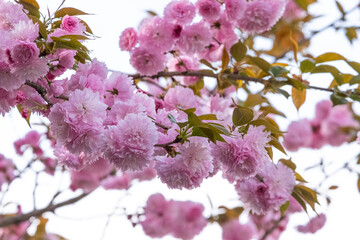 beautiful soft bouquet sweet pink Japanese cherry blossoms flower or sakura bloomimg on the tree branch.  Small fresh buds and many petals layer romantic flora in botany garden park