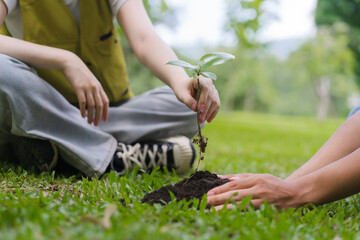 Planting Seedling in Garden