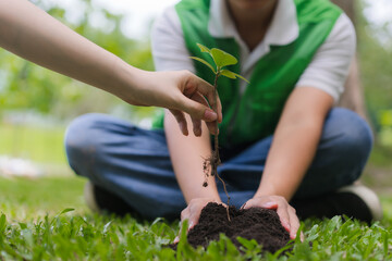 Planting Seedling in Soil