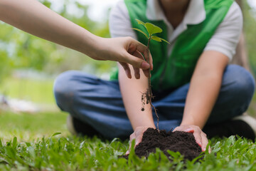 Planting New Tree Sapling